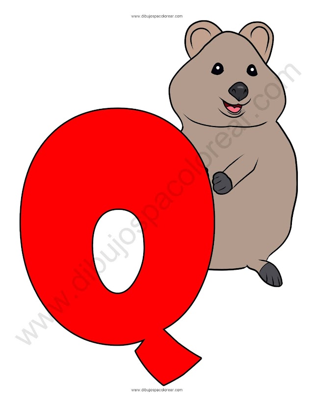 Letra Q Quokka abecedario dibujo a color y para colorear